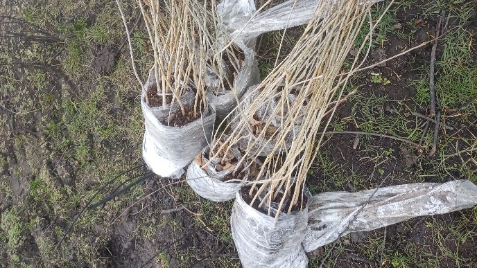 Započeto pošumljavanje